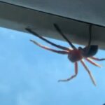 Vídeo: aranha gigante cai no colo de piloto durante pouso na Austrália