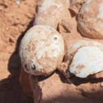 Ninhada de ovos de dinossauro é descoberta no interior paulista