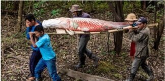 Com manejo sustentável, peixe símbolo da Amazônia recupera estoque natural na região do médio Solimões