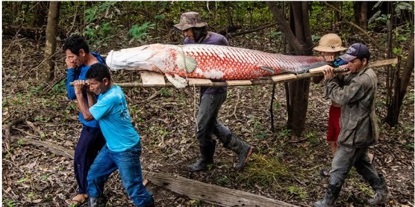 Com manejo sustentável, peixe símbolo da Amazônia recupera estoque natural na região do médio Solimões