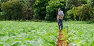Nova política industrial prevê R$ 20 bi para mecanização da agricultura familiar