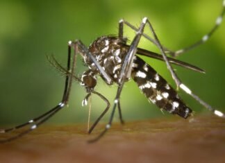 Surto de dengue na América do Sul desencadeia corrida por vacinas