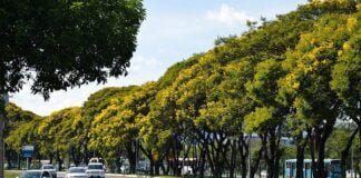 Conheça o calendário de florações no Distrito Federal