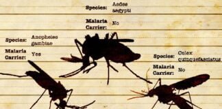 Os diversos tipos de dengue