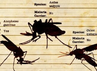 Os diversos tipos de dengue