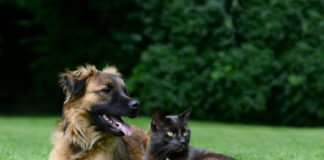 Mais de 1,6 mil vagas para castração de cães e gatos disponíveis no Agenda DF