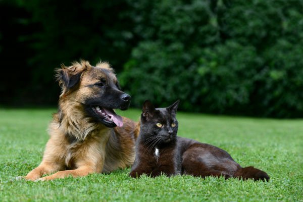 cachorro-gato
