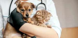Agenda-DF: 2 mil vagas de castração gratuita para pets serão disponibilizadas