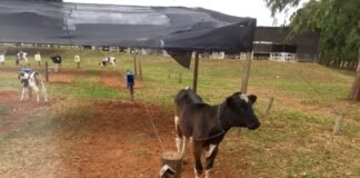 Novo modelo de instalação para bezerros é mostrado na AgroBrasília