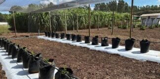 Na AgroBrasília, aprenda a produzir frutas rentáveis em pequenas áreas