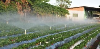Circuito na AgroBrasília vai mostrar viabilidade da irrigação com água da chuva