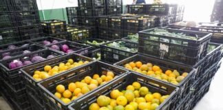 Ceasa poderá criar Banco de Alimentos para combater fome e desnutrição