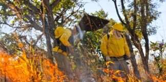 Lançado edital de processo seletivo para 150 brigadistas florestais