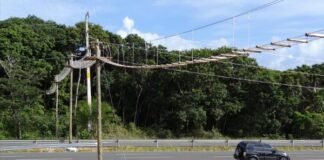 Implementação de passagens de fauna é tema de audiência pública nesta terça (14)