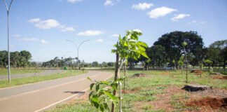 Mais de 2 mil árvores já foram plantadas para substituir antigos pinheiros do Parque da Cidade