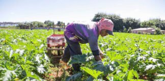 Agro do Quadrado: Produção de hortaliças do DF abastece a mesa dos brasilienses