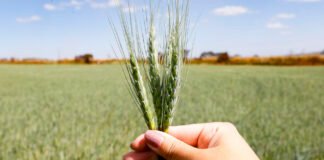 Agro do Quadrado: Produção de grãos no DF cresce com qualidade no DNA