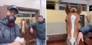 Veterniário afirma que Janja queria que a esperassem para o resgate do cavalo Caramelo