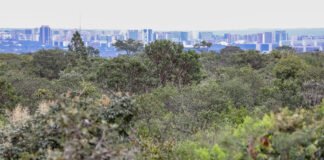 Abertas inscrições para bolsas de pesquisa sobre produtos florestais não madeireiros do Cerrado