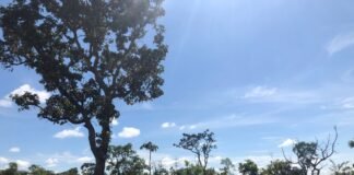 Fluxos de compensação ambiental e florestal são atualizados