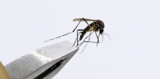 Grupo de trabalho vai aperfeiçoar o plano de enfrentamento à dengue