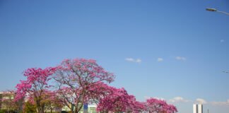 Distrito Federal se prepara para a temporada colorida dos ipês