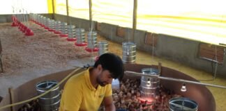 Avicultores podem conhecer tecnologias para produção semi-intensiva de ovos na AgroBrasília