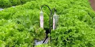 Irrigação automatizada é o foco do Circuito de Olericultura na AgroBrasília