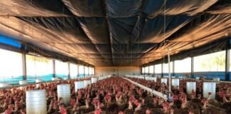 Governo prorroga situação de emergência zoossanitária contra influenza aviária