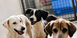 Rede de saúde do DF orienta sobre o que fazer ao ser mordido por um cachorro de rua