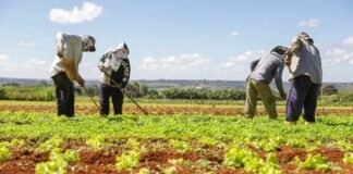 Agro do Quadrado: Produção do DF movimentou R$ 6 bilhões em 2023