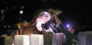 Zoo Noturno diverte visitantes com experiência única no mundo animal