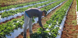 Agro do Quadrado: Crédito rural impulsiona a produção agrícola no Distrito Federal