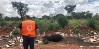 Recolhimento de animais mortos requer cuidados; veja como e quando acionar o GDF