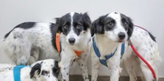 Mais de 55,4 mil cães e gatos foram castrados por meio dos programas do GDF