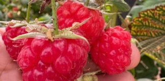 Produtores rurais aprendem sobre peculiaridades e técnicas de cultivo de frutas vermelhas em reunião técnica
