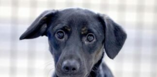 Pessoas condenadas por crime de maus-tratos aos animais não poderão tomar posse em cargo público