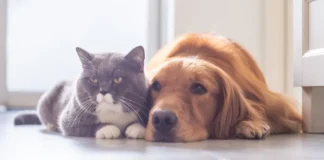 Agenda-DF: mais de 1,6 mil vagas de castração gratuita para pets serão disponibilizadas