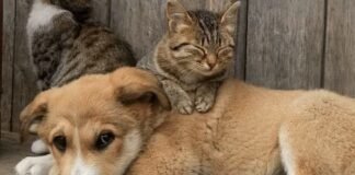 Nova lei institui Programa Guardião Responsável para cães e gatos no Distrito Federal