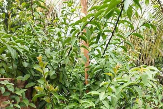 20.7.-Curso-Brasilia-Ambiental.-Plantas-Medicinais-do-Cerrado-Ora-pro-Nobis.jpeg