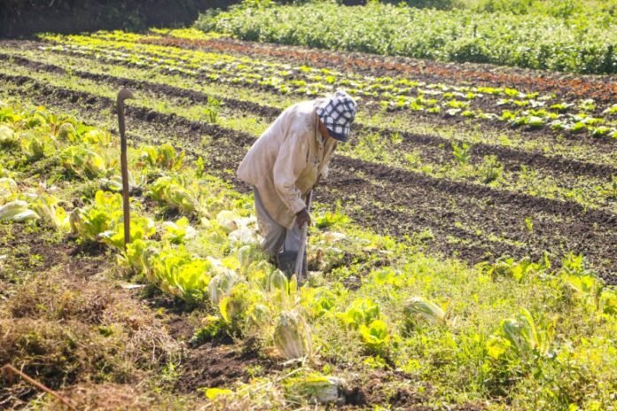 8.1.-Balanco-Agricultura.-Foto-Renato-Alves-1200x800-1.jpeg