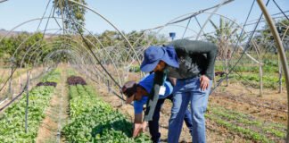 GDF impulsiona produção rural com qualificação e linhas de crédito