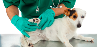 Mais de 2,5 mil vagas de castração gratuita para pets serão disponibilizadas pelo Agenda-DF