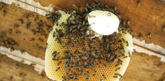 Época de seca traz aumento nos ataques de abelhas. Saiba como evitar acidentes