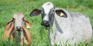 Produtores recuperam 100 mil hectares de pastagens no Projeto Fip Paisagens Rurais