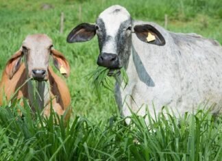 Produtores recuperam 100 mil hectares de pastagens no Projeto Fip Paisagens Rurais