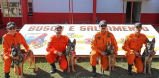 Filhotes de pastor alemão vão reforçar busca e salvamento de desaparecidos no DF