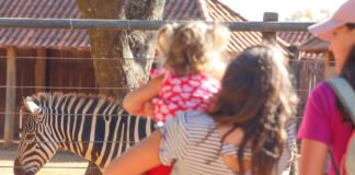 Zoo de Brasília recebe novos animais e faz sucesso com a zebra Ailin