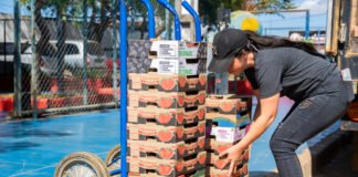 Escolas da rede pública de ensino recebem morango para merenda