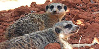 Zoológico abre espaço dos suricatos para visitação